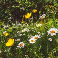 Картинка лета :: Валентин Котляров