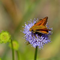 Из снятого вчера 4 :: Александр Прокудин