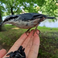 Поползень :: Сапсан 