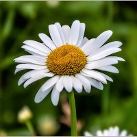 Про цветы :: Aquarius - Сергей