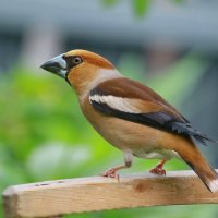 дубонос :: Andrey Bragin 