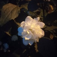 Чубушник :: Сапсан 