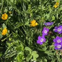 альпийские :: Olga альпийские :: Olga