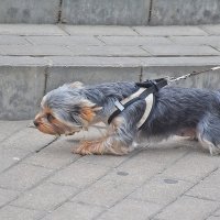 Отпустите! :: Валентина  Нефёдова 