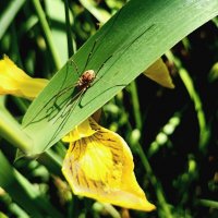 Сенокосец у пруда :: Veera V