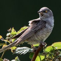 Ястребиная славка. :: Владимир Безбородов Ястребиная славка. :: Владимир Безбородов
