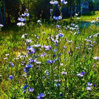 Июль...Куст дикого цикория! :: Владимир Июль...Куст дикого цикория! :: Владимир