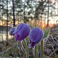 На закате... :: Ирина *