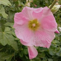 Нежность :: Любовь Сахарова