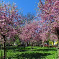 Весна :: Роман Савоцкий