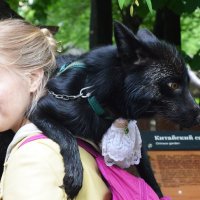 Москва. Воронцовский парк. Девушка с лисой. :: Наташа *****