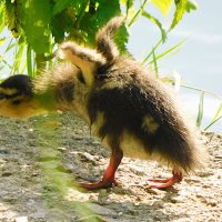 Утёнок :: Лина Утёнок :: Лина