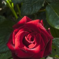 Бархатная роза :: Валентин Семчишин