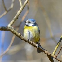 Лазоревка :: Константин Анисимов