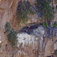 ПО ГОРАМ, большая птичка. :: Виктор Осипчук