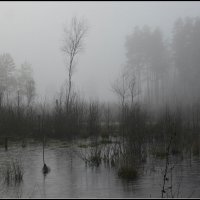 Туман на болоте.. :: Aleksandr Gal