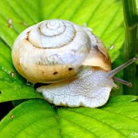 Немного о брюхоногих... :-) :: Андрей Заломленков