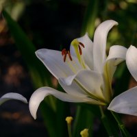 Белая лилия :: Сергей Швечков Белая лилия :: Сергей Швечков