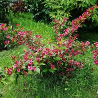 Вейгела :: Рита Симонова