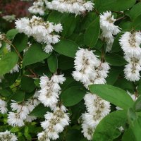 Дейция :: Рита Симонова