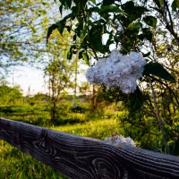 Утро :: Петр 