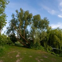 В конце весны... :: Николай Гирш