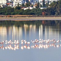 Фламинго :: Oleg4618 Шутченко Фламинго :: Oleg4618 Шутченко