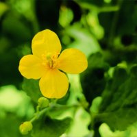 Цветок летний :: Юлия Кучеренко