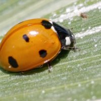 Божья коровка :: Юлия Кучеренко