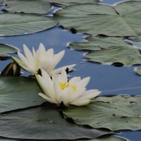 Усманка , Воронеж , чудесная окраина :: Елена Шаламова