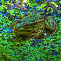 Съедобная лягушка :: Aleksey Afonin