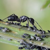 Нянька :: Геннадий Супрун