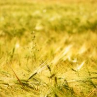 *** :: Яна Горбунова