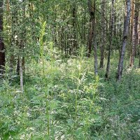 Лето. Травы... :: Татьяна Тюменка