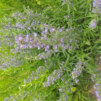 сорняки у дороги :: Галина Флора сорняки у дороги :: Галина Флора