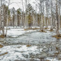 Весной в лесу :: александр 