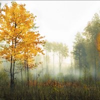 Утро.Туман :: александр 