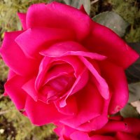 Лето. :: Венера Чуйкова