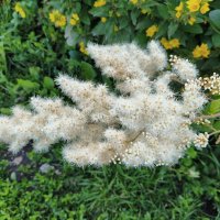 Рябинник рябинолистный  (Sorbaria sorbifolia) :: Денис Бочкарёв