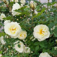 Белый шиповник. :: Ольга 