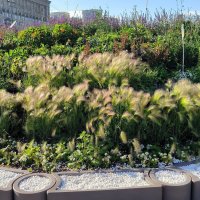 Цветущий сад на Московской площади. :: Ольга 