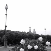 пионы белых дней и ночей :: sv.kaschuk пионы белых дней и ночей :: sv.kaschuk