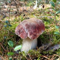 Белый :: Ирина *