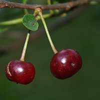 Поспели вишни в саду у дяди Вани... :: Леонид leo