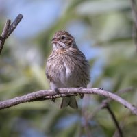 ОВСЯНКА ТРОСТНИКОВАЯ :: Володька Завитушкин