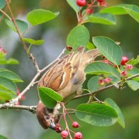 вкусняшка... :: Andrey Bragin вкусняшка... :: Andrey Bragin