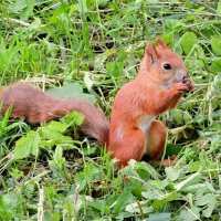 Белка в парке :: Мария Васильева Белка в парке :: Мария Васильева