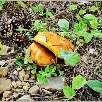 Маслята... :: Aquarius - Сергей