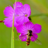 в последний день июня 12 :: Александр Прокудин в последний день июня 12 :: Александр Прокудин
