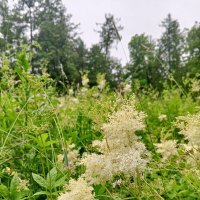 Таволга :: Сапсан 